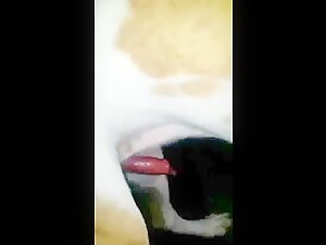 Vidéo de sexe bestialité avec un chien et une salope asiatique