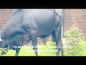 Zoophilia video with a zebu: an intense experience