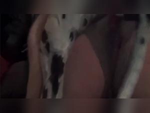 Dalmatians on the Rampage: Crazy and Irresistible Kiss