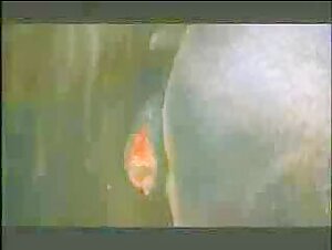 Horse Sex Videos: An Exciting Experience