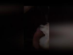 Zoophilie sans fards : Éjaculation assurée par un léchage ardent