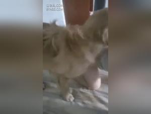 Sluts Behaving Indecently With Their Dogs