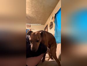 Unique Experience: Canine Sodomy and Raw Pleasure