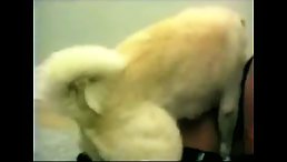 Forbidden Fuck: When Animal Desire Takes Power