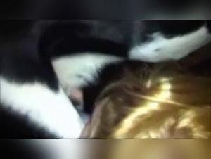 Dévoilement de la Lustre Féline: Chien et Cheval dans un Orgie Insolite
