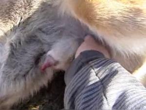 Double animal penetration: unleashed dog