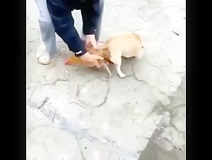 Watch Picole in a dog sex video