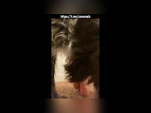 Animal Submission and Pleasure - Feet Offered to the Dog Master
