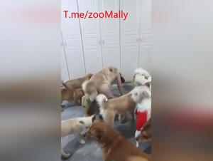 Extreme delight: dogs, fucking and wild enjoyment