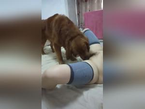 Pute salope suce dog blow job de sa bestie animal
