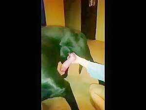 Watch this woman give a blowjob to a dog in this bestiality sex video