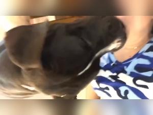 Unleashed dog, woman reduced to raw sexual obsession.