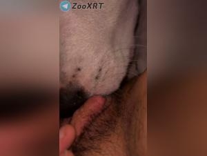 orgies of dog and woman, unlimited desire