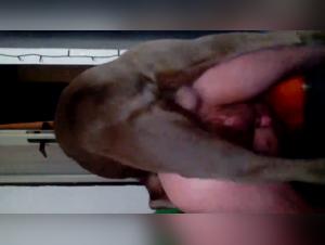 Tight ass, powerful penis: the pinnacle of forbidden canine pleasure