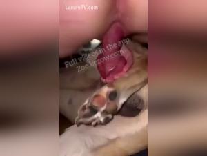 deep knots, canine servitude and burning tattoos