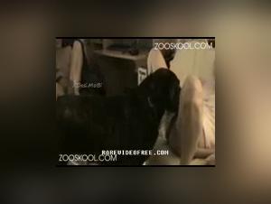 Double pénétration bestiale