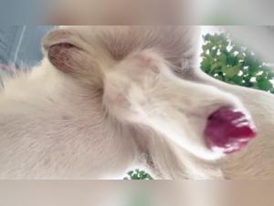 Insatiable Passion: When the Girl Gives Herself to the Dog