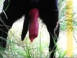 Video de Sexo Animal: Intensa Orgia Canina con una Puta Guarra.