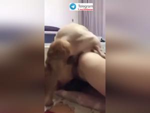 Canine Domination: The Irresistible Chinese Temptation