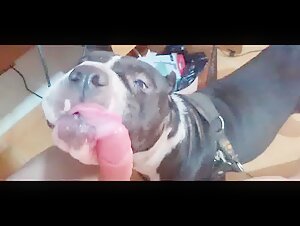 Bestiality sex video with a fat woman