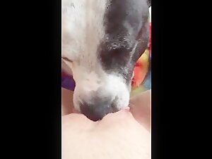 Bestiality sex video with a dog: an extreme experience