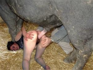 Hardcore Animal Fuck: Go beyond the limits