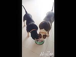 Discover the pleasure of zoophilia with dogs in hard and exciting videos
