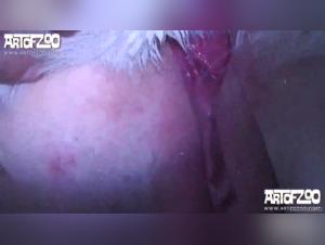 Canine Dominanz und unersättlicher Wunsch