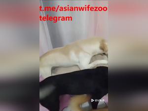 Explore the canine obsession, Hardcore Chinese scene