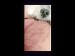 Dog Sex Video: Little White Dog Licking