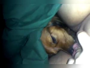 Chien sauvage, désir insatiable : Explorez le côté obscur du plaisir animal