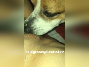 animal submission, wild enjoyment