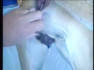 Bestiality zoophilia sex video: Man and female dog