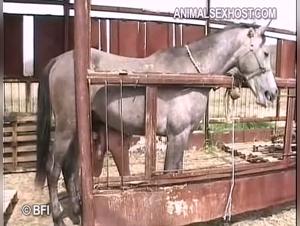Gordita Enjoys an Unforgettable Animal Creampie