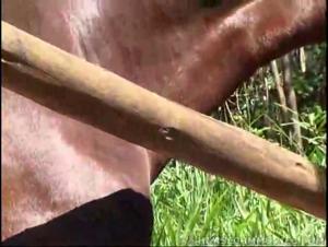woman and horse fucking scene