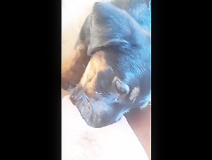 Discover the intense pleasure of bestiality with a dog