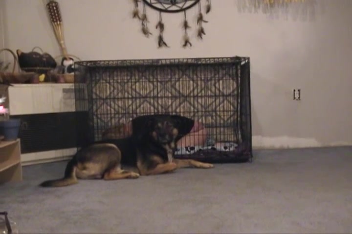 Chien fougueux et salope défiante dans une scène hardcore de doggy style