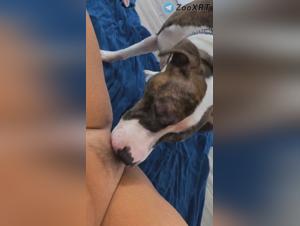 Go beyond the limits: Dogs and Salacious Desires