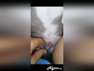 Zooxxx: prohibited erotic compilation