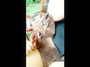 Vidéo de Zoophilie avec Coati - Une Expérience Extrême