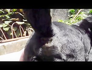 Zoophilia Video: Man and Dog in an Extreme Sexual Encounter