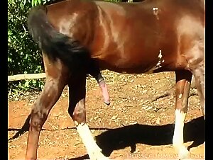 Slut sucks the stallion stallions artofzoo, porn beurette sucks the horse