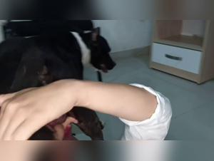 The attraction of the female animal on the beurette: The scenario is set up