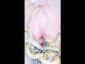 Video of zoophilia with flesh-eating larvae