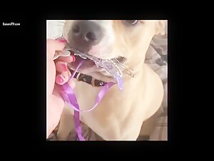 Extreme Sex Scenes with Dogs