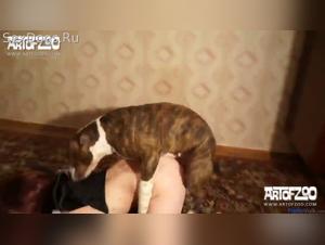 canine submission, uncontrollable desire