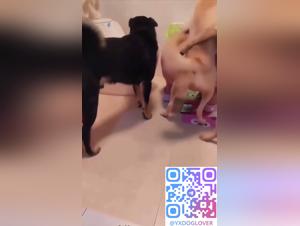 Session canine multicelulaire