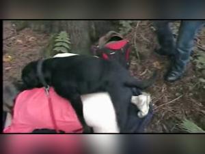 Forbidden and irresistible encounters: Women & Dogs in X acts