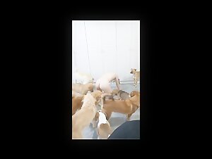 Unforgettable Bestiality with Asian Girl and Dogs