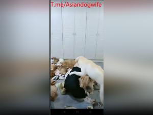 Fuck with dog, Asian Slut, Wild Delights and Prohibited